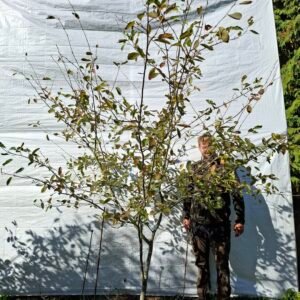 Bærmispel – nr. 25-96