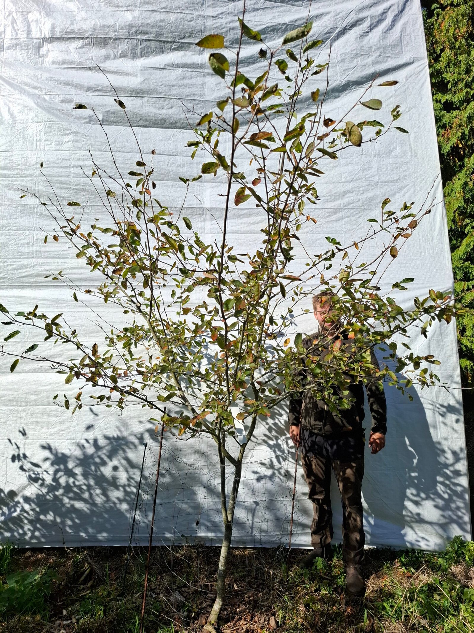 Bærmispel – nr. 25-96