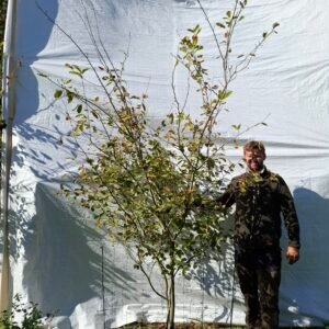 Bærmispel – nr. 25-99