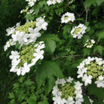 Kvalkved med hvide blomster og røde bær
