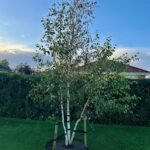 Himalaya birk med hvid bark og grøn krone