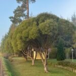 Skørpil med hængende grene og grønt løv