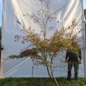 Hvidtjørn  – nr. 25-292