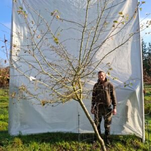 Hvidtjørn  – nr. 25-293