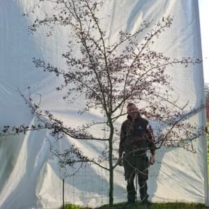 Hvidtjørn  – nr. 25-295