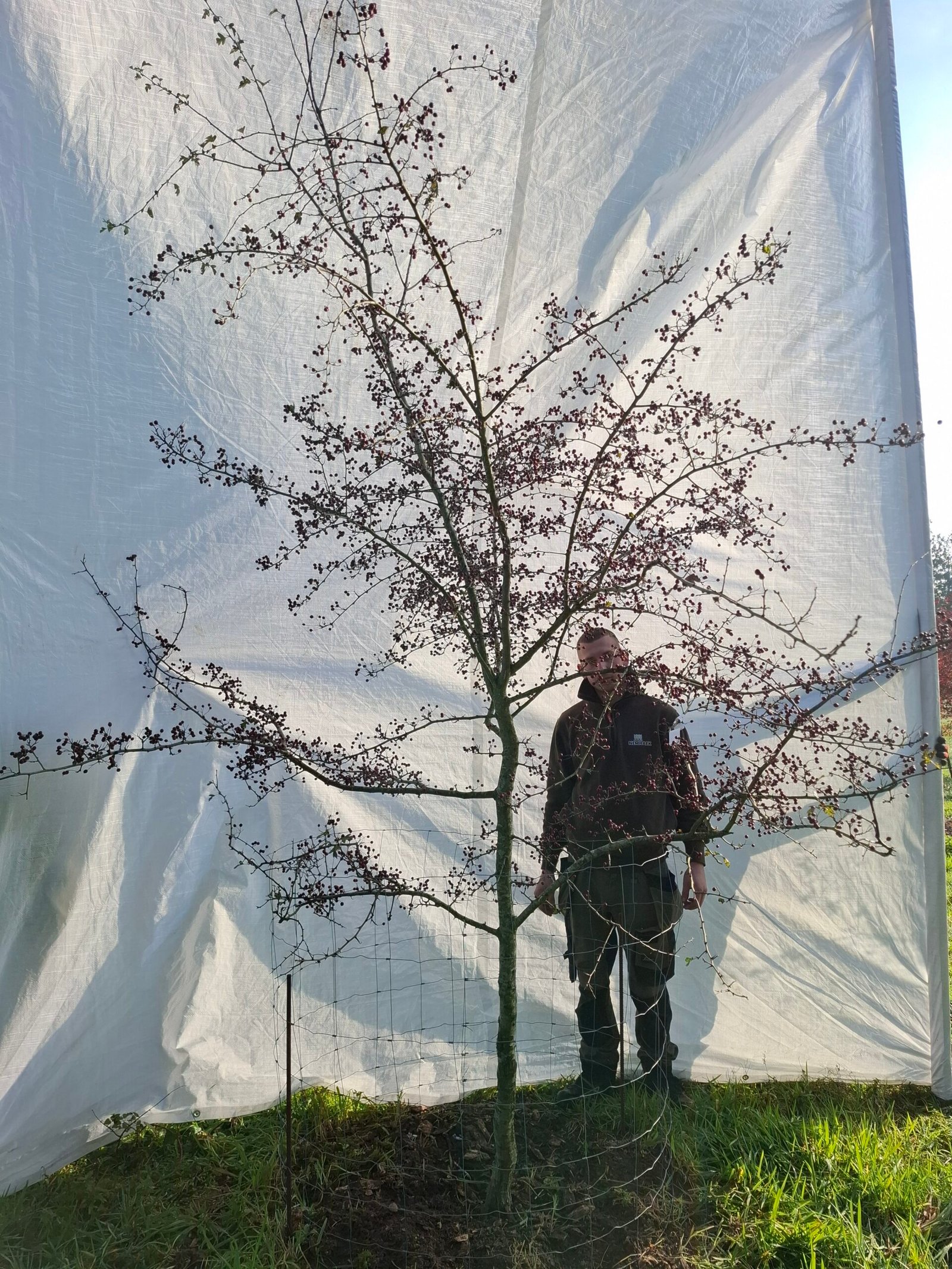 Hvidtjørn – nr. 25-295