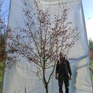 Hvidtjørn  – nr. 25-296