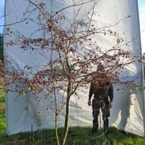 Hvidtjørn  – nr. 25-297