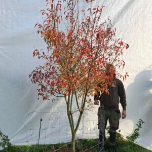 Benved – nr. 25-298