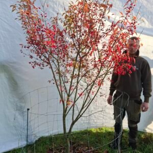 Benved – nr. 25-299