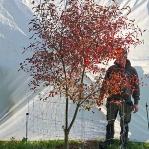 Benved – nr. 25-300