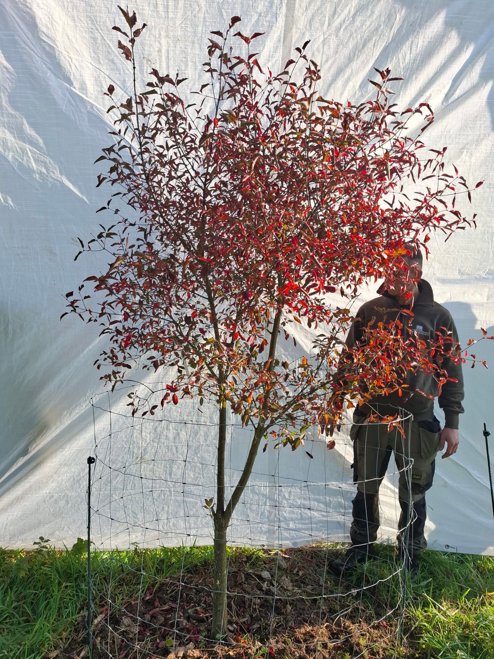 Benved – nr. 25-300