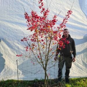 Benved – nr. 25-301