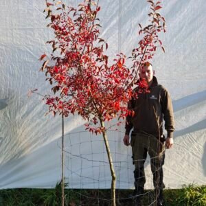 Benved – nr. 25-302