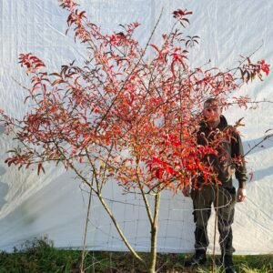 Benved – nr. 25-303