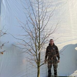 Lindetræ – nr. 25-305