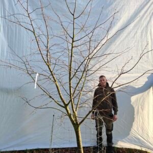 Lindetræ – nr. 25-306