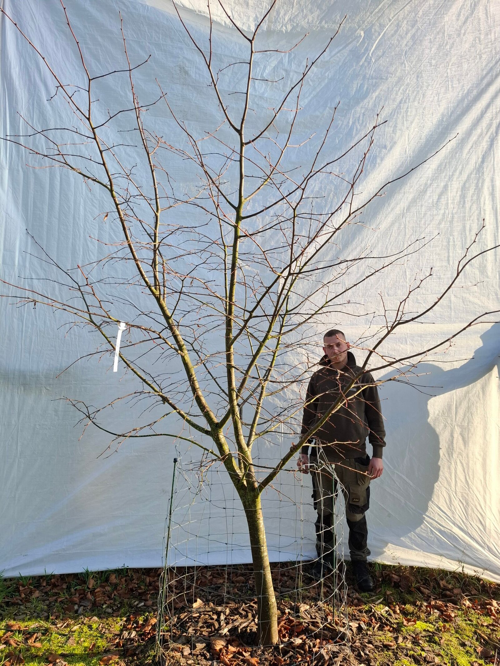 Lindetræ – nr. 25-306