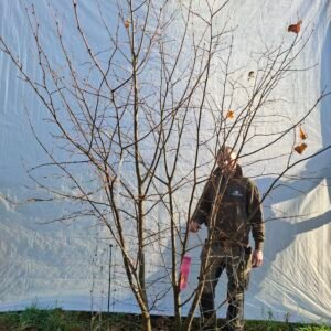 Lindetræ – nr. 25-307