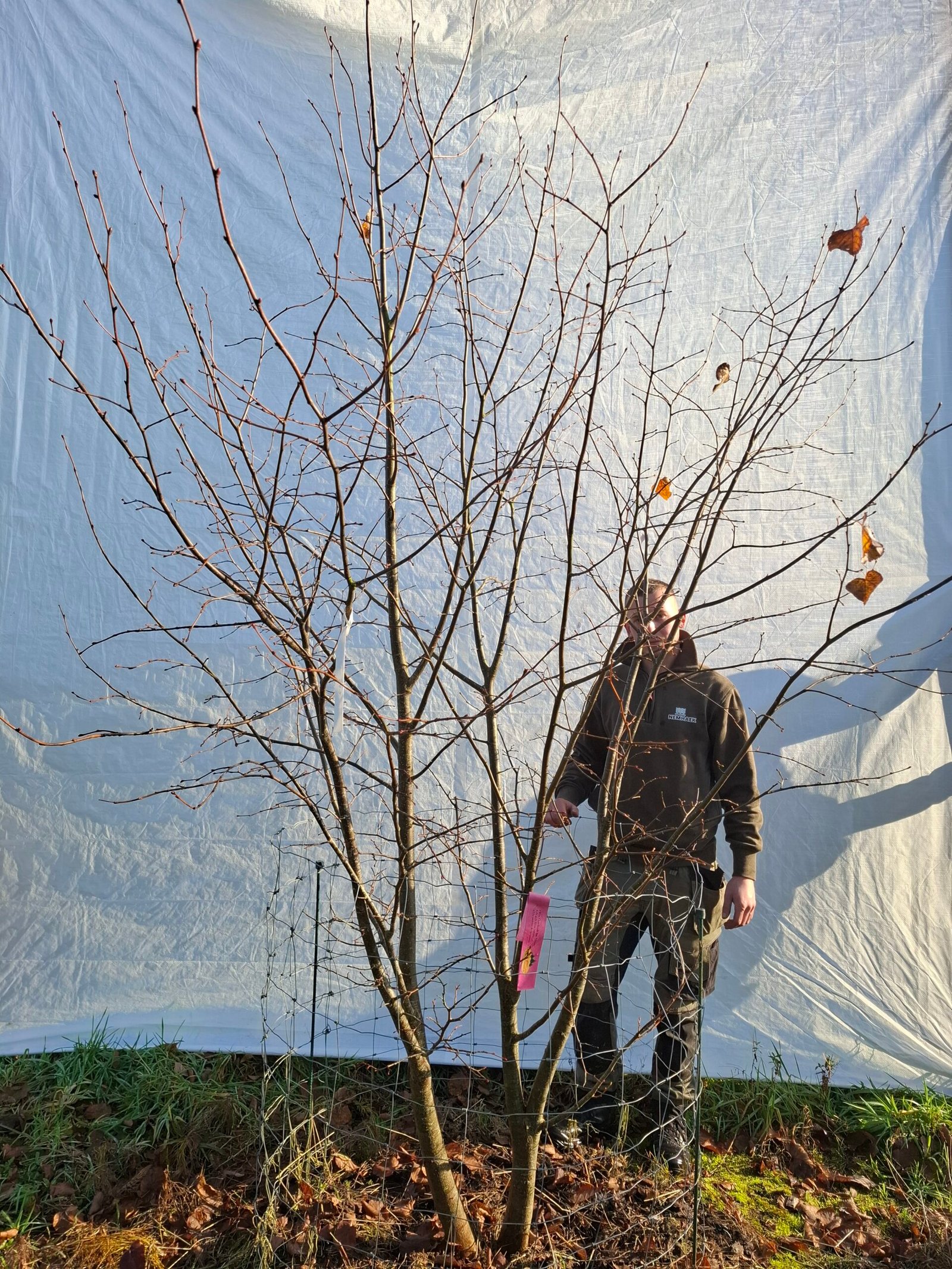 Lindetræ – nr. 25-307