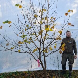 Lindetræ – nr. 25-308