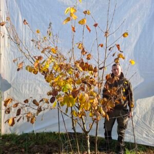 Hassel – nr. 25-309