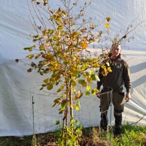 Hassel – nr. 25-310