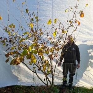 Hassel – nr. 25-311