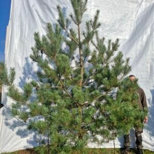 Skovfyr – nr. 25-312 B