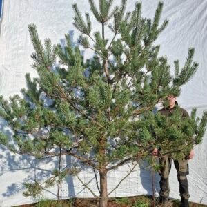 Skovfyr – nr. 25-313 D