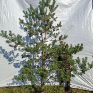 Skovfyr – nr. 25-314 B