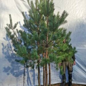 Flerstammet skovfyr – nr. 25-315 H