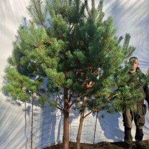 Flerstammet skovfyr – nr. 25-316 J