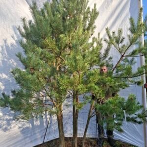 Flerstammet skovfyr – nr. 25-318 H