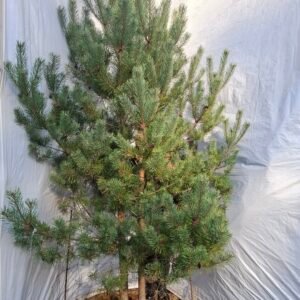 Flerstammet skovfyr – nr. 25-319 G