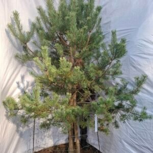 Flerstammet skovfyr – nr. 25-320 G