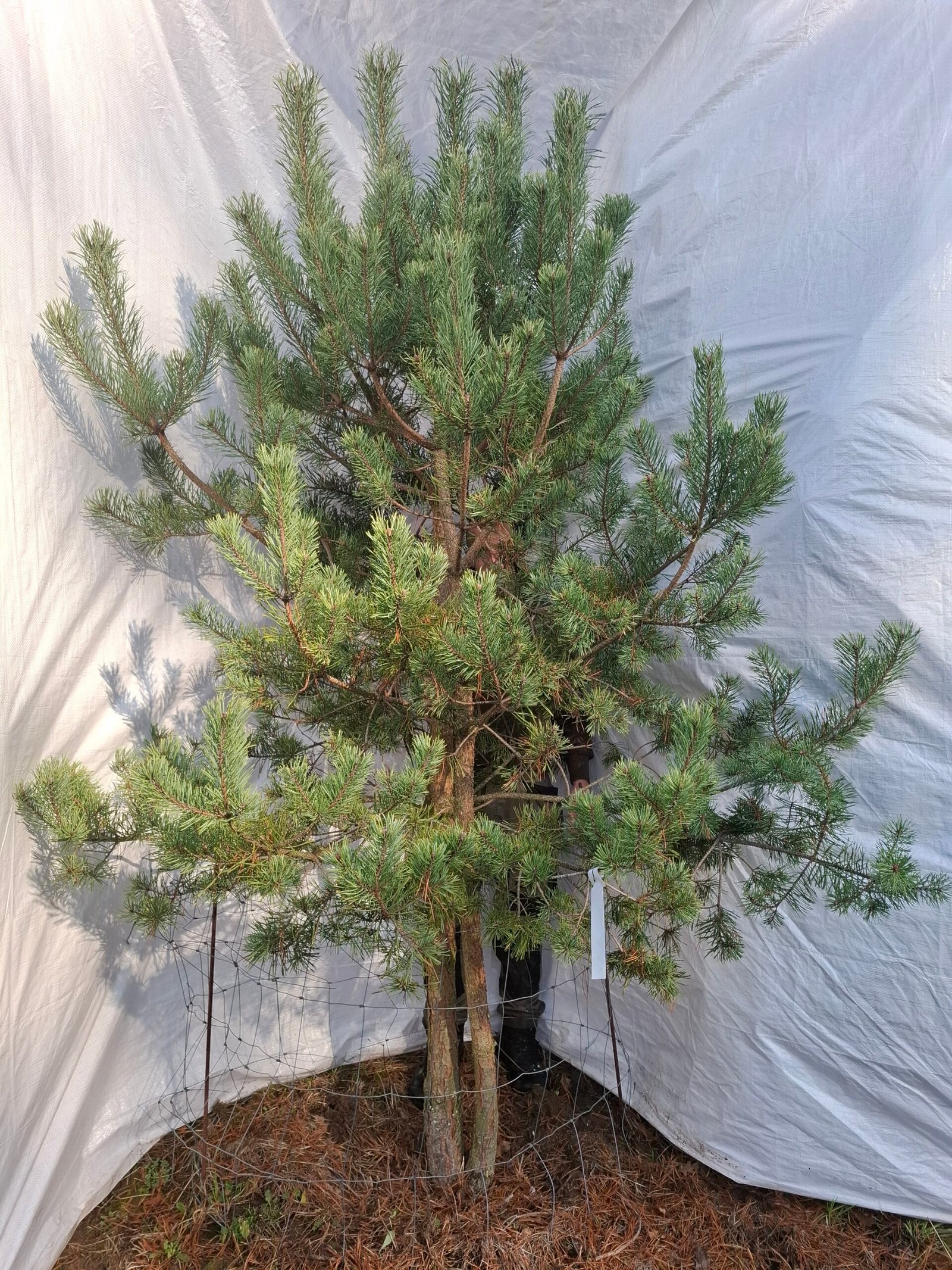 Flerstammet skovfyr – nr. 25-320 G