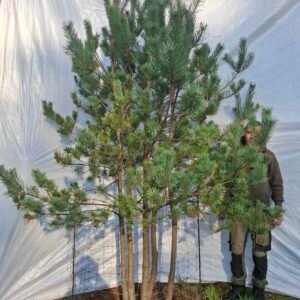 Flerstammet skovfyr – nr. 25-321 i