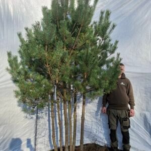 Flerstammet skovfyr – nr. 25-322 i