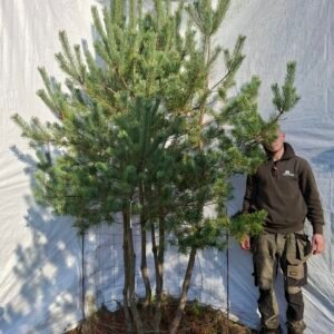 Flerstammet skovfyr – nr. 25-323 H