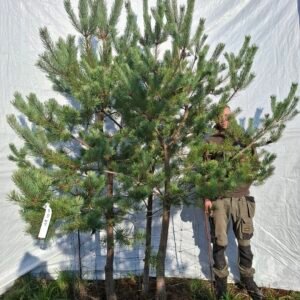 Flerstammet skovfyr – nr. 25-324 i