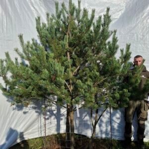 Flerstammet skovfyr – nr. 25-325 J