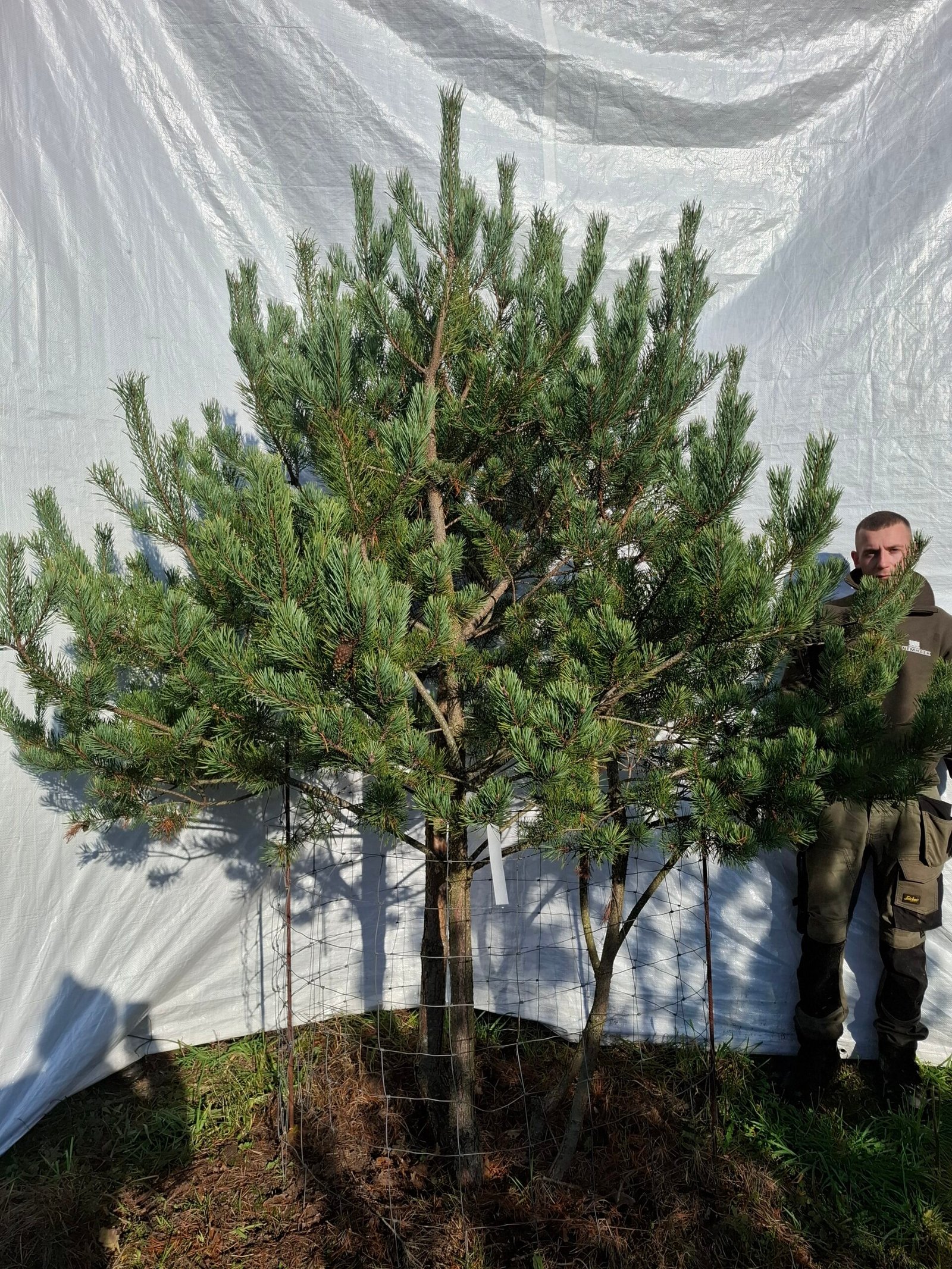 Flerstammet skovfyr – nr. 25-325 J