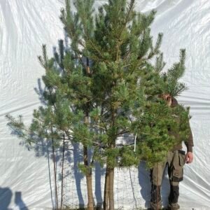 Flerstammet skovfyr – nr. 25-326 i