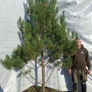 Skovfyr – nr. 25-327 K