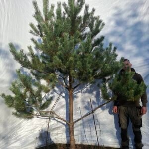 Skovfyr – nr. 25-328 N