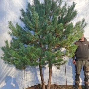 Flerstammet skovfyr – nr. 25-329 K