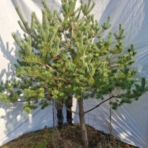 Skovfyr – nr. 25-330 G