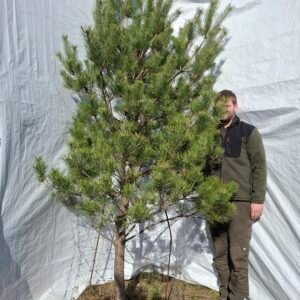 Skovfyr – nr. 25-416 G