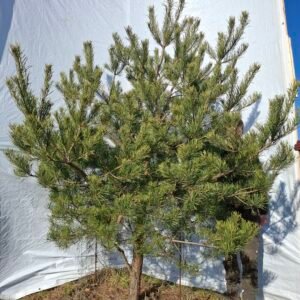 Skovfyr – nr. 25-403 G